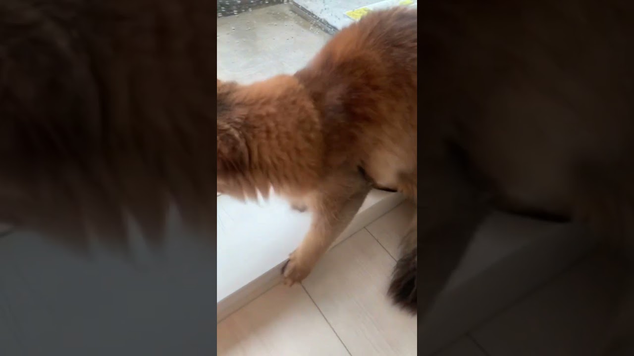 雨にビビりながらも興味津々の猫 #ソマリ #いやしねこ #しっぽ吸い