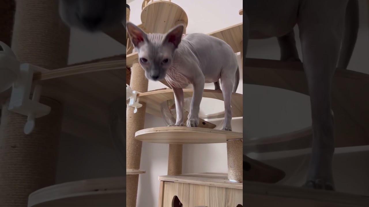 毛のない猫のお腹とか筋肉とか可愛い【スフィンクス猫】