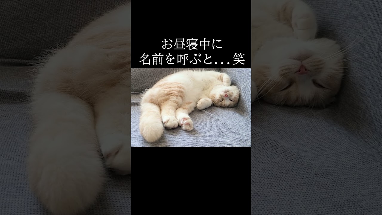お昼寝中の猫に話しかけたら可愛い現象が...笑 #猫 #shorts