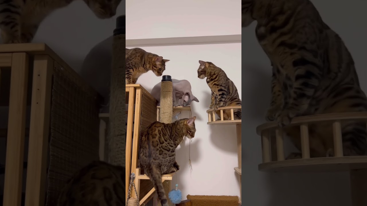 みんなに邪魔されながら爪を研ぐ猫【ベンガル スフィンクス猫】