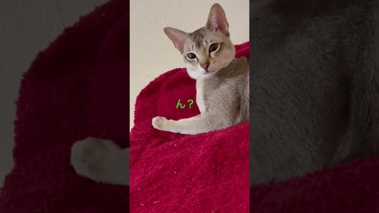 あごのせスタイル #シンガプーラ