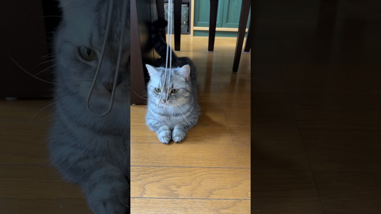 ヒモが降りてくるとひっくり返る猫🐈 #猫 #マンチカン #kitten #cat #kitty #kittycat #catlover #munchkincat #cute