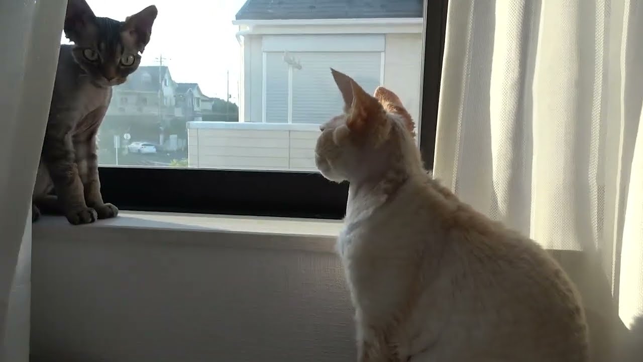 デボンレックス子猫は兄に叱られました(Devon Rex kitten was scolded by his brother)