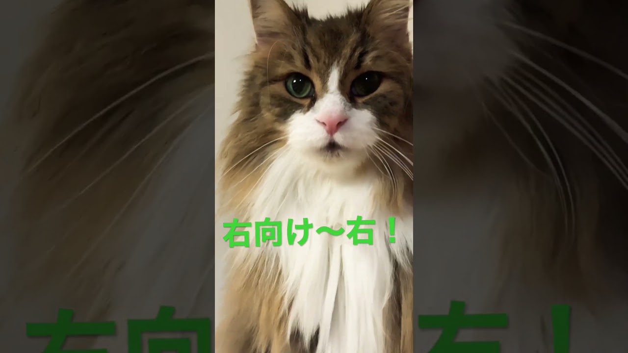右向け～右！がわかる猫 #ノルウェージャンフォレストキャット #cat #cats #猫 #大型猫 #猫との暮らし #かわいい #猫動画