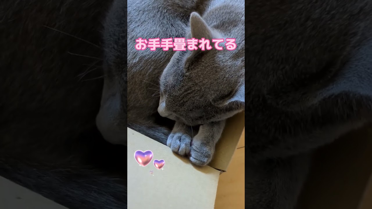 シンデレラフィット ことちゃん🐈‍⬛💕  #ロシアンブルー #russianblue #子猫