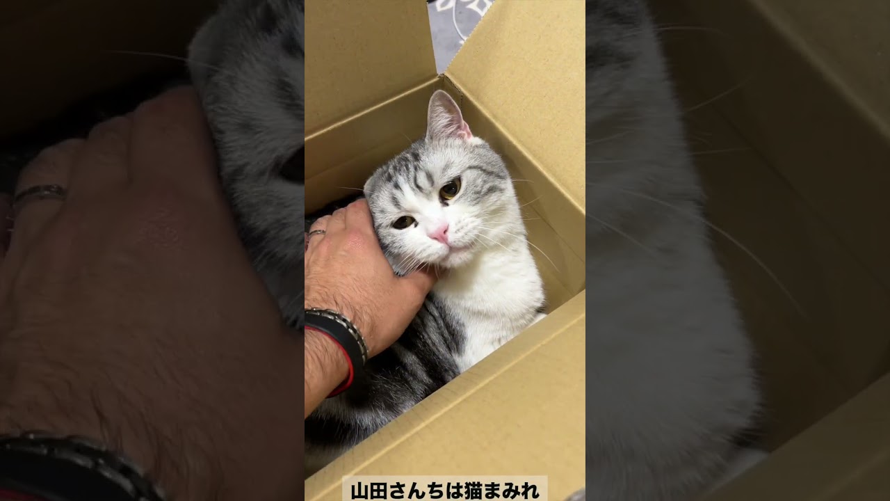捨て猫ですか！？ #スコティッシュ #キャス  #shorts #山田猫 #猫まみれ