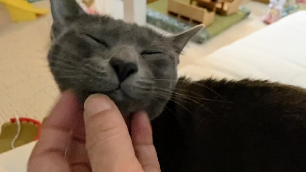Blissful massage time | Lucky Korat Cat