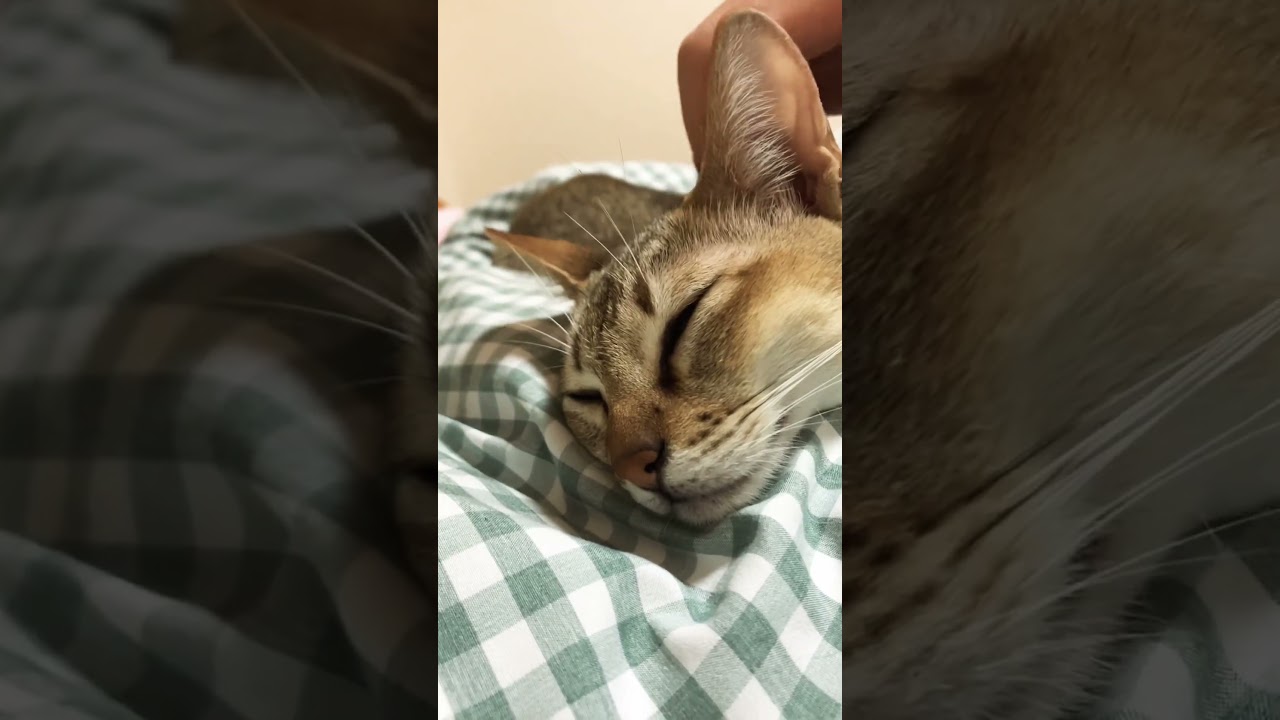 お昼寝♪【シンガプーラ】 #shorts