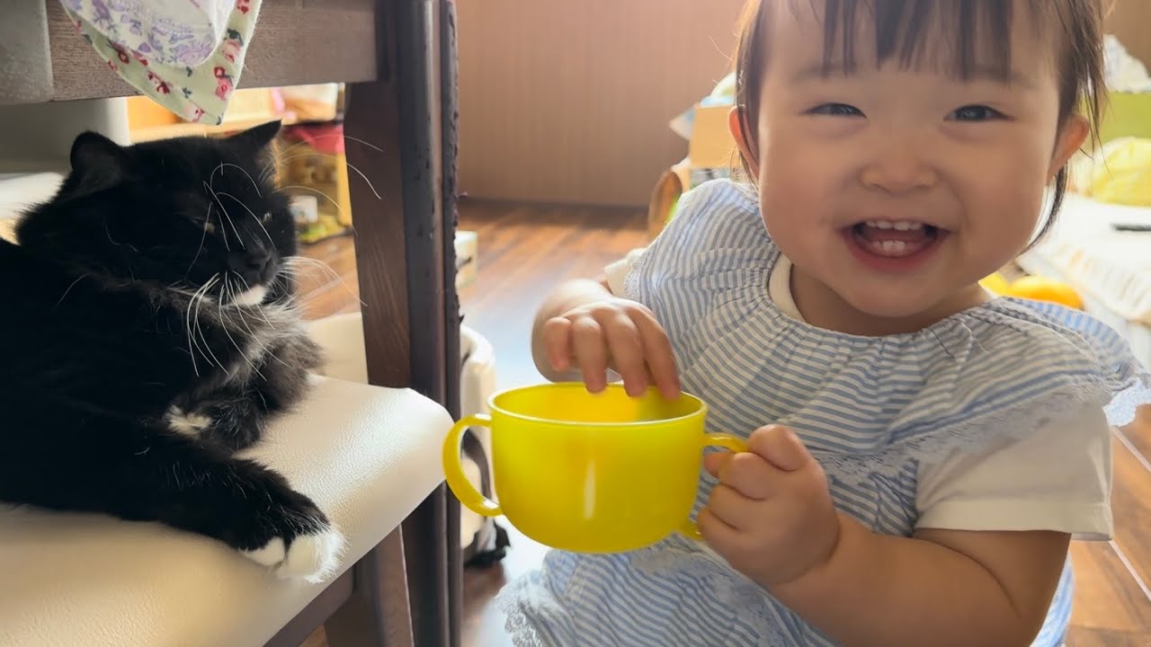 発熱の娘から離れない猫　ノルウェージャンフォレストキャットA cat that won't leave daughter. Norwegian Forest Cat.
