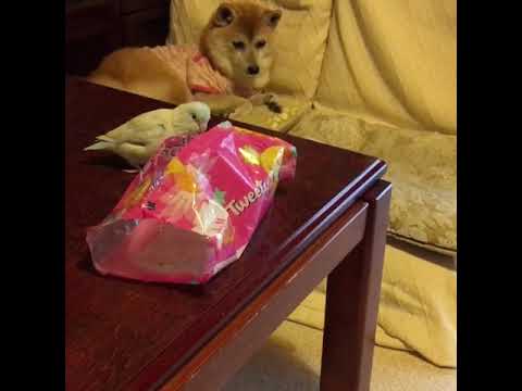 豆柴とボンベイ猫とマメルリハインコのいる風景