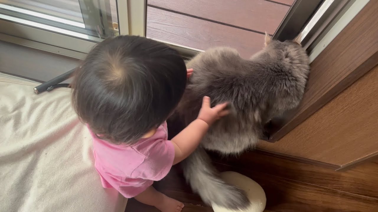 赤ちゃんが窓を開けるまで無条件にモフモフされる猫　ノルウェージャンフォレストキャット　Cat touched until baby opens window