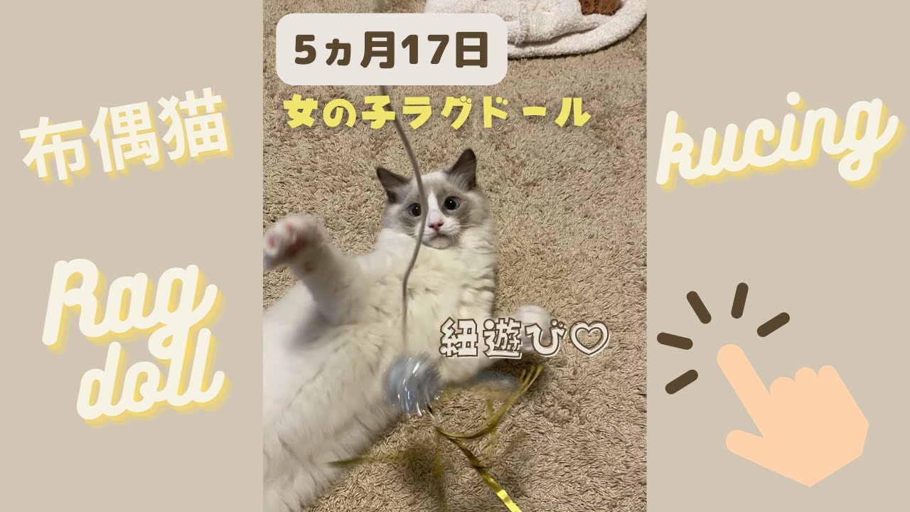 5ヶ月17日ラグドール♡お迎えして1週間経ったので、紐遊び開始♡ #ラグドール #ragdoll #眼振 #猫 #बिल्ली #kошка #kucing #gato #お迎え1週間 #shorts