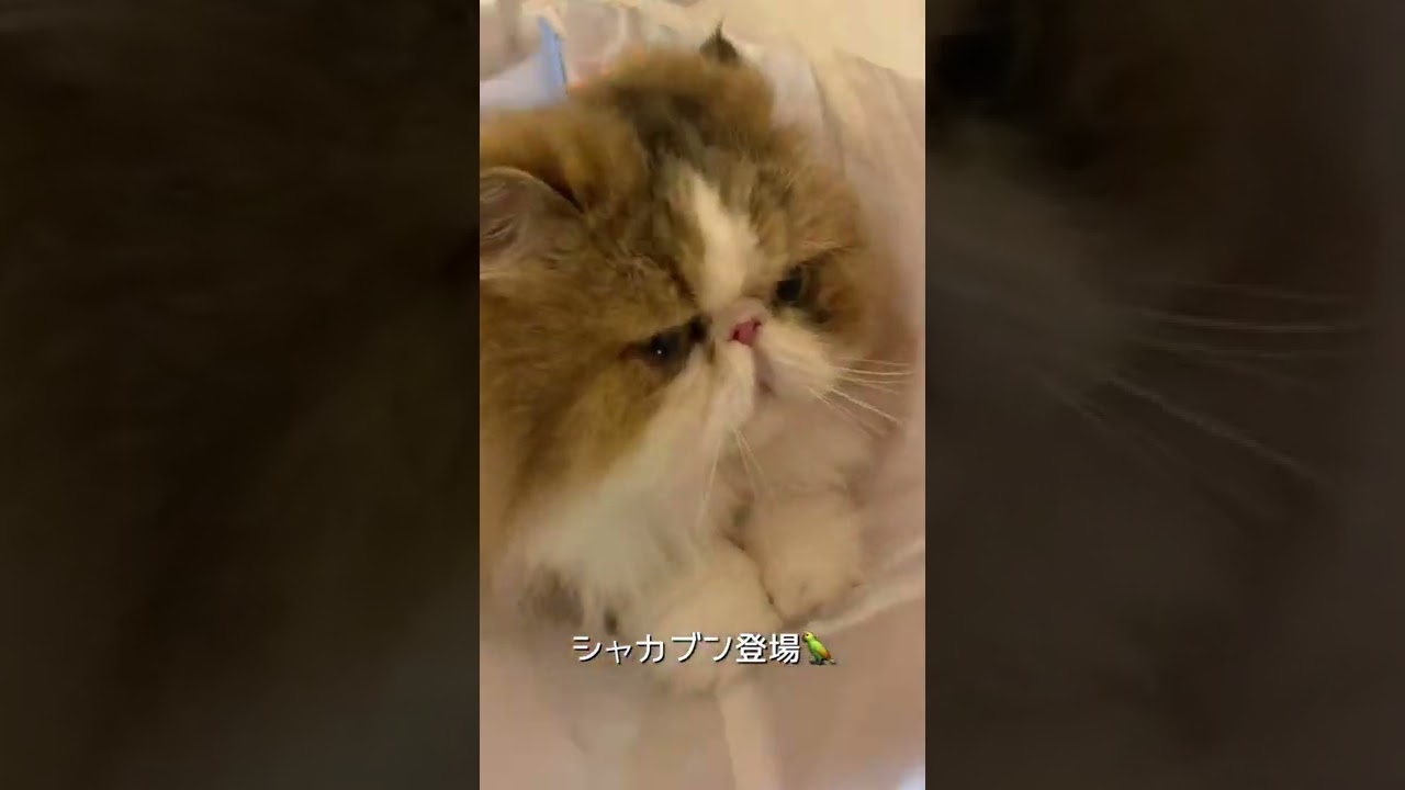 【ペルシャ猫】トンネルであそんでみました😉【猫壱】 #shorts