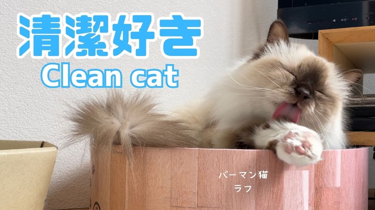 バーマン猫ラフ【清潔好き】Clean cat（バーマン猫）Birman/Cat