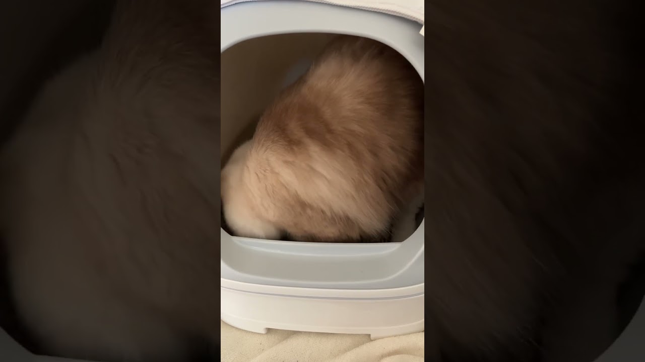 アライグマに似ているラグドールのたぬきみたいな猫がトイレで頑張る #ragdoll #ラグドール #ラグドール子猫
