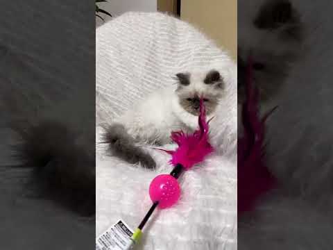 ヒマラヤン シールポイントの女の子。