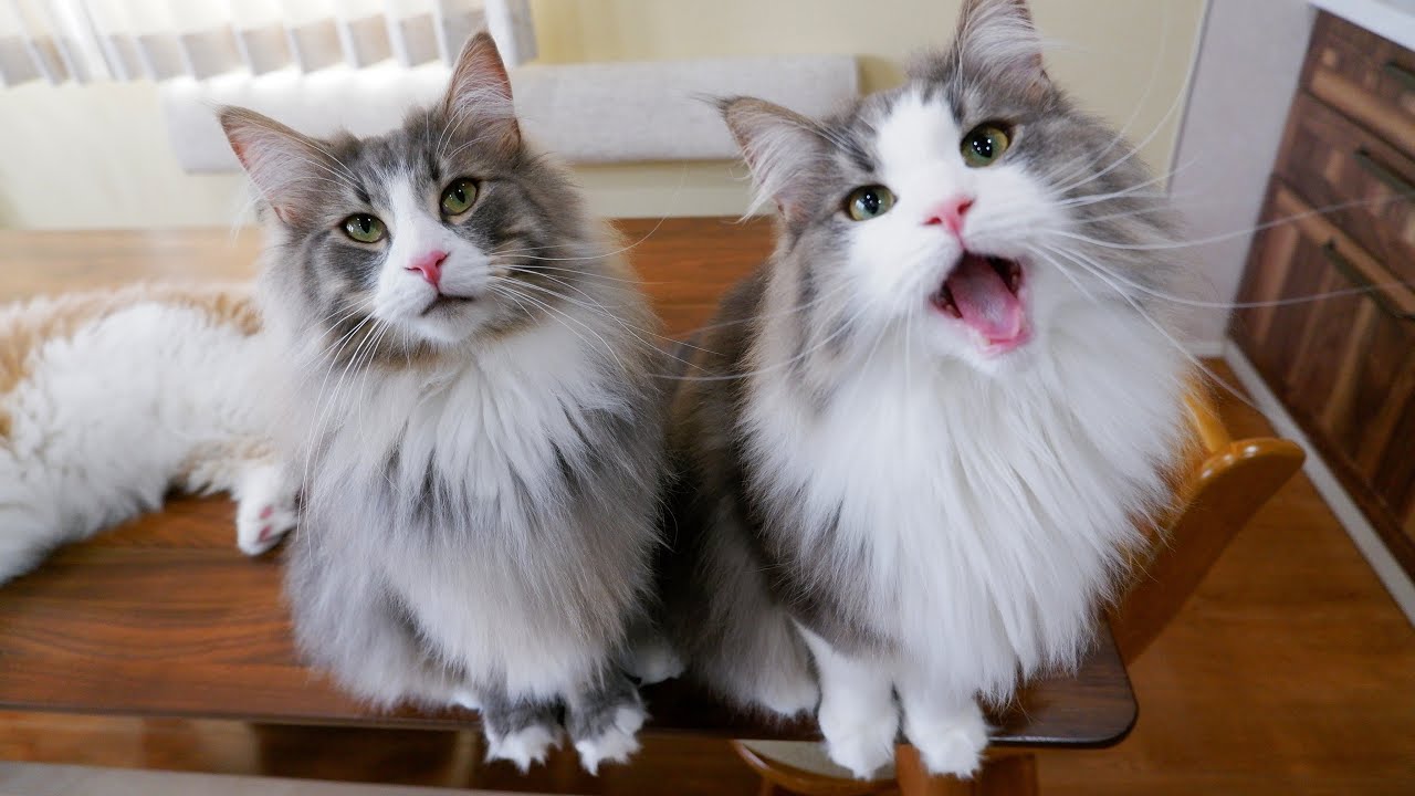 【可愛い❤️】体重測定してたら、楽しくなっちゃったもふ猫たちwwwターキッシュアンゴラとノルウェージャンフォレストキャット❤︎