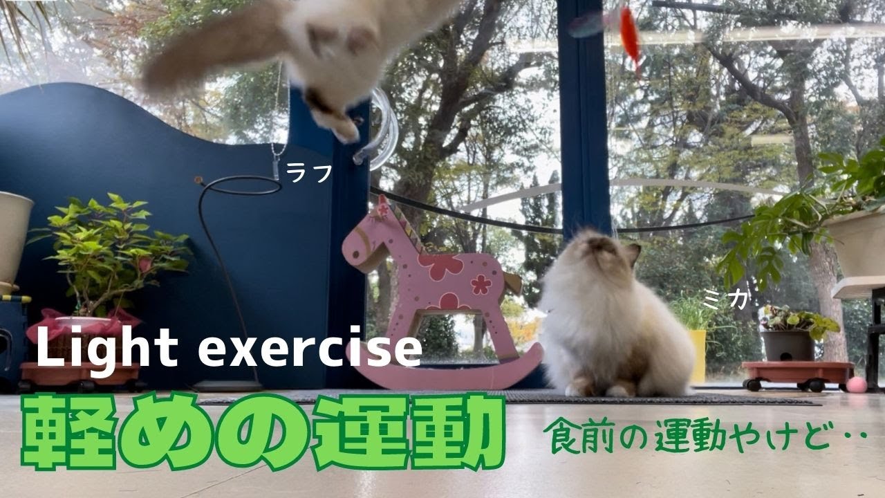 バーマン猫たちの食前のルーティンワーク【軽めの運動】Light exercise （バーマン猫）Birman/Cat