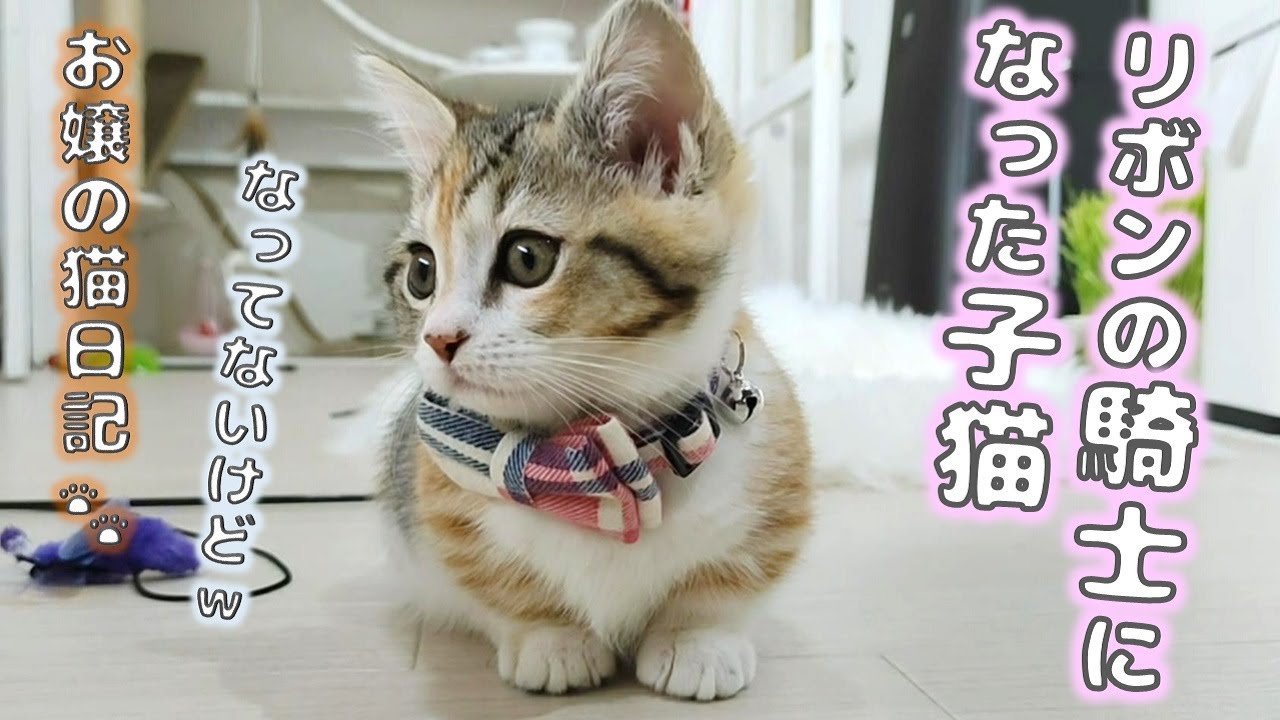 リボンの騎士になった子猫【お嬢の猫日記 / OJO- CAT DAILY】