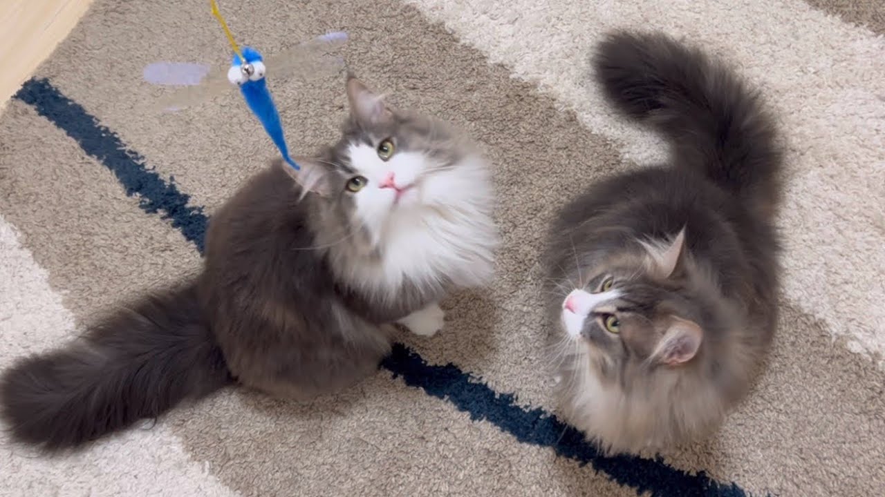 【元気✨】トンボさんと遊ぼう♪元気なノルウェージャンフォレストキャットとターキッシュアンゴラ❤️