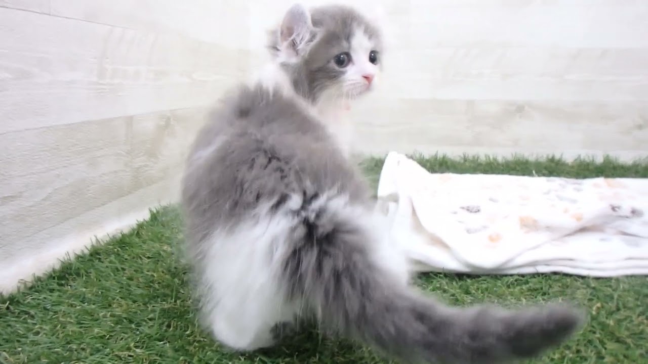 Coo&RIKU　No00634039 アメリカンカール