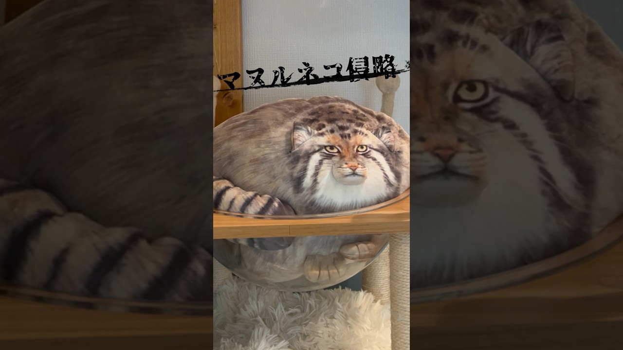 ノルウェージャンフォレストキャットvsマヌルネコ(ぬいぐるみ)