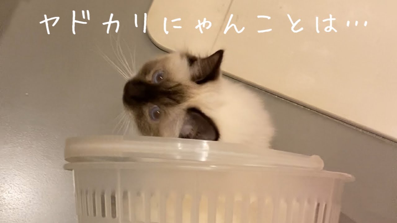 【バーマン】ヤドカリになったレオレ姫がかわいい★