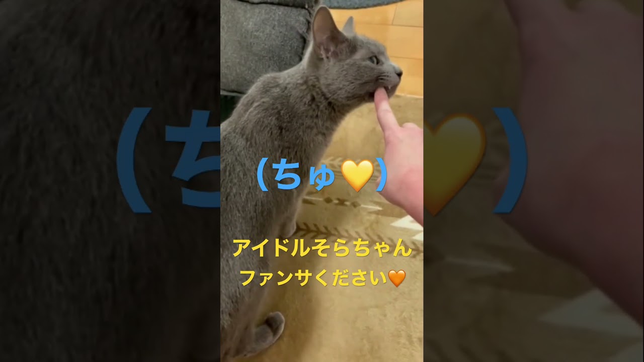 ファンサをする可愛いアイドル💛そらちゃん（ロシアンブルー）#shorts