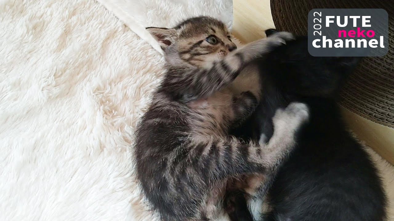 負ける気のない仔猫【保護子猫】