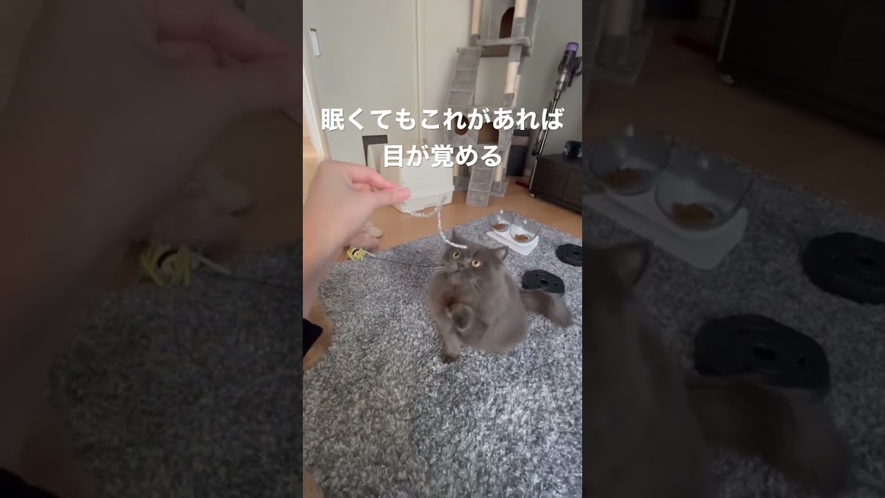 牙を見せて紐に興奮するラガマフィン #ラガマフィン #猫のいる暮らし #猫動画