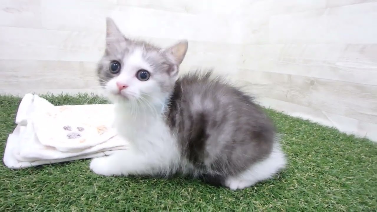 Coo&RIKU　No00634037 アメリカンカール