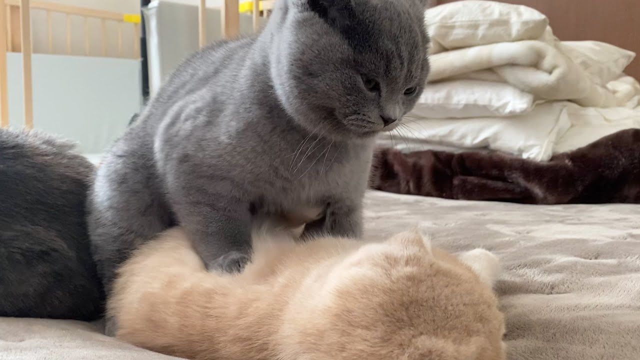 子猫のマッサージ屋さん！