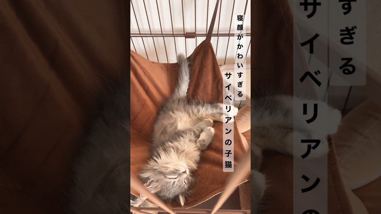 サイベリアンの子猫の寝顔がかわいすぎる／生後２か月の男の子…#shorts #猫