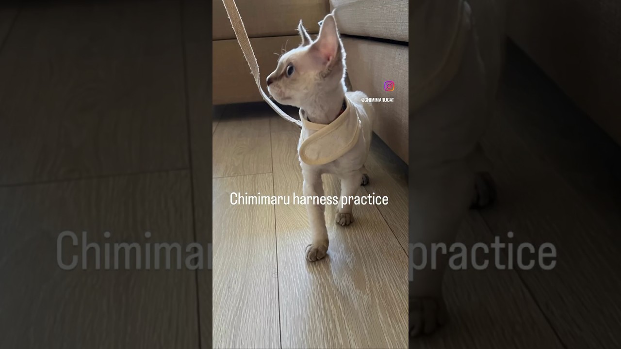 Harness training 🐈#cat #devonrex #デボンレックス #子猫 #kitten #catharness #shorts
