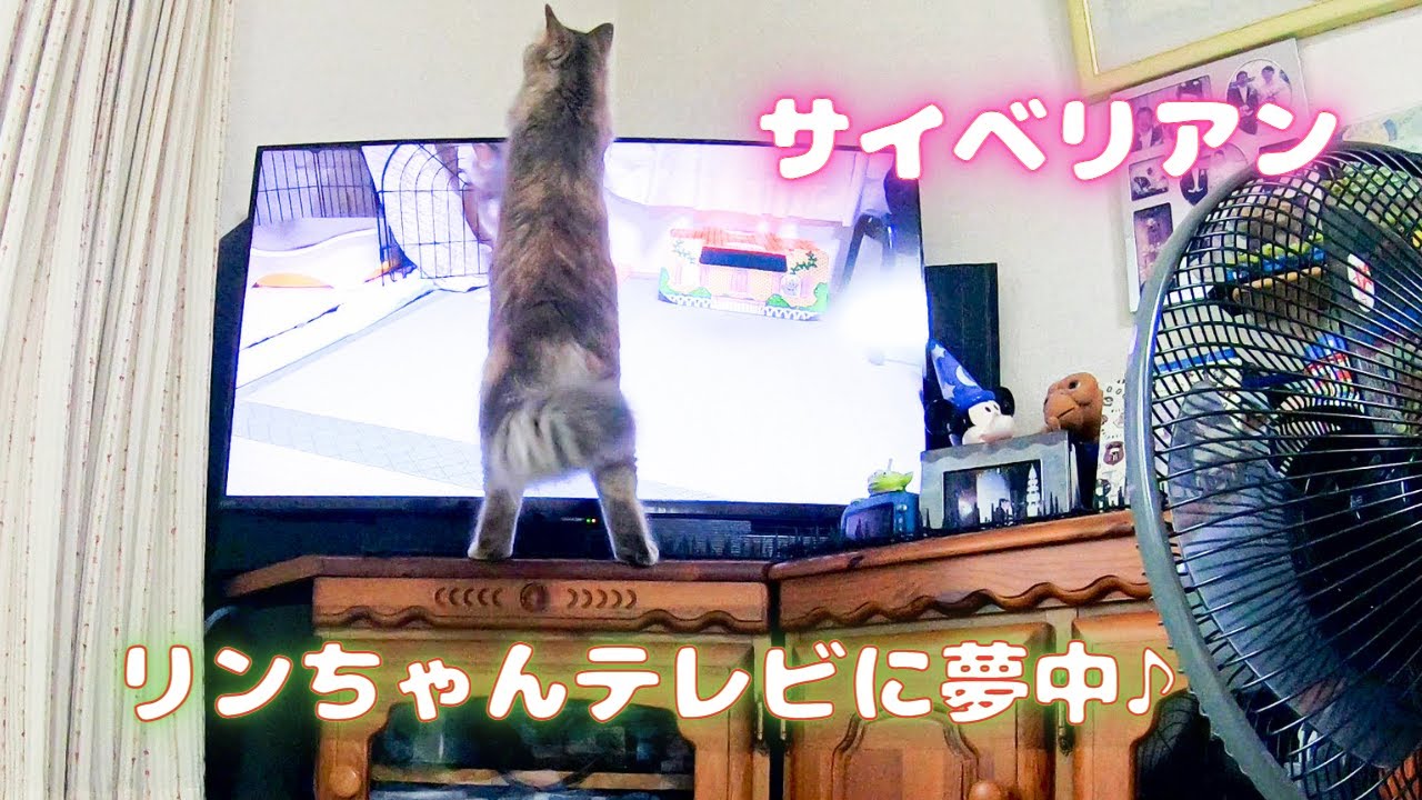 【サイベリアン】猫様はテレビにかぶりつきです