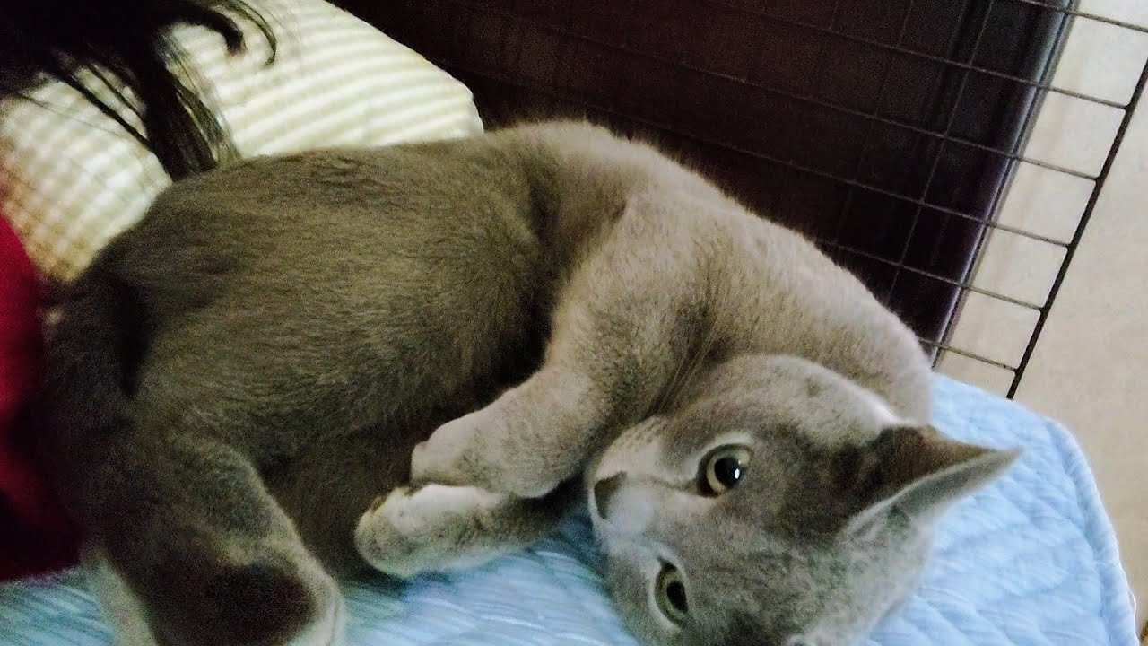 【猫動画】もっとずっと嫁と寝ていたかったロシアンブルー【russianbule】Russian blue that I always wanted to sleep with my wife