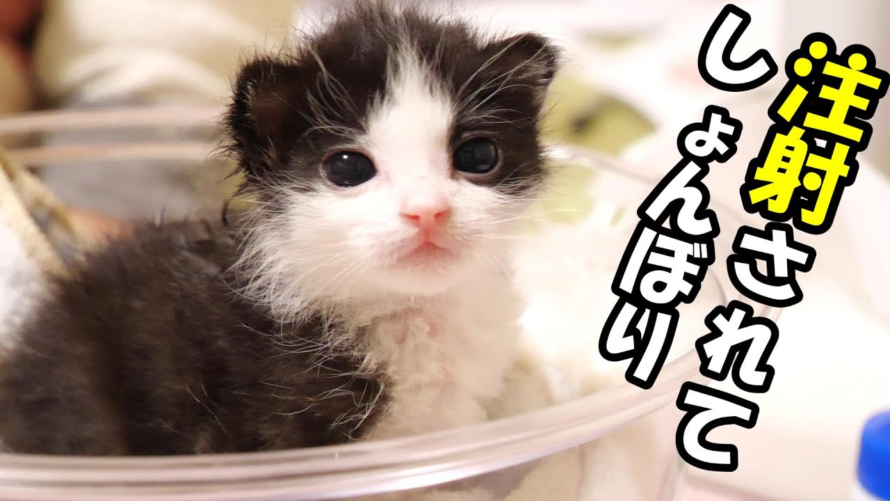 病院から帰ってきた子猫はしょんぼり。【赤ちゃん猫　保護猫】