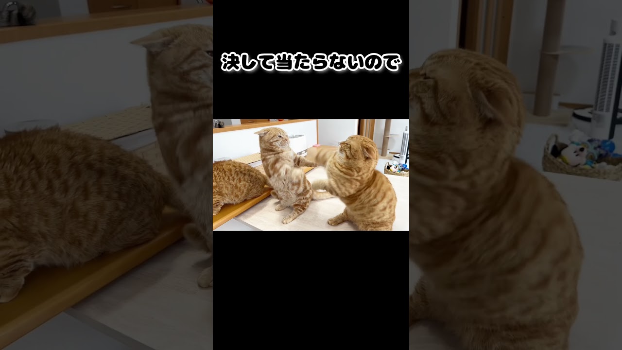 マンチカンのパンチは決して当たらないのでつぶら瞳で牽制する #shorts