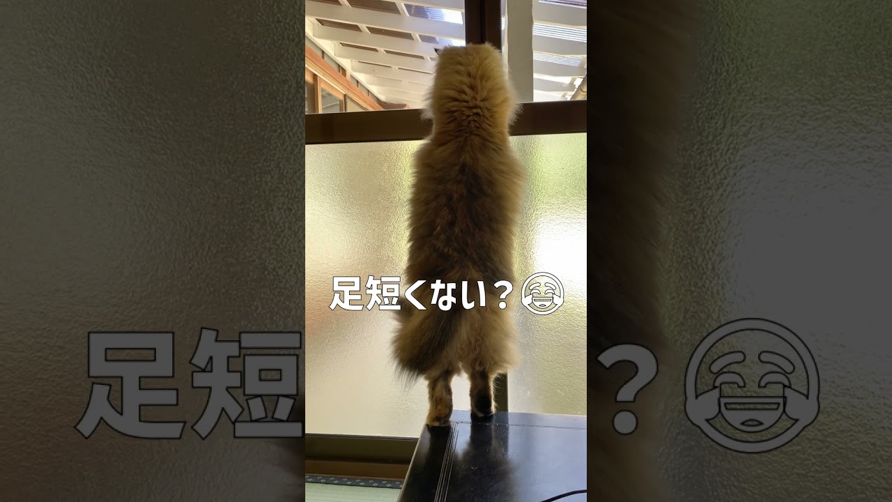 お外が見たいマグロさん【猫・サイベリアン】 #shorts