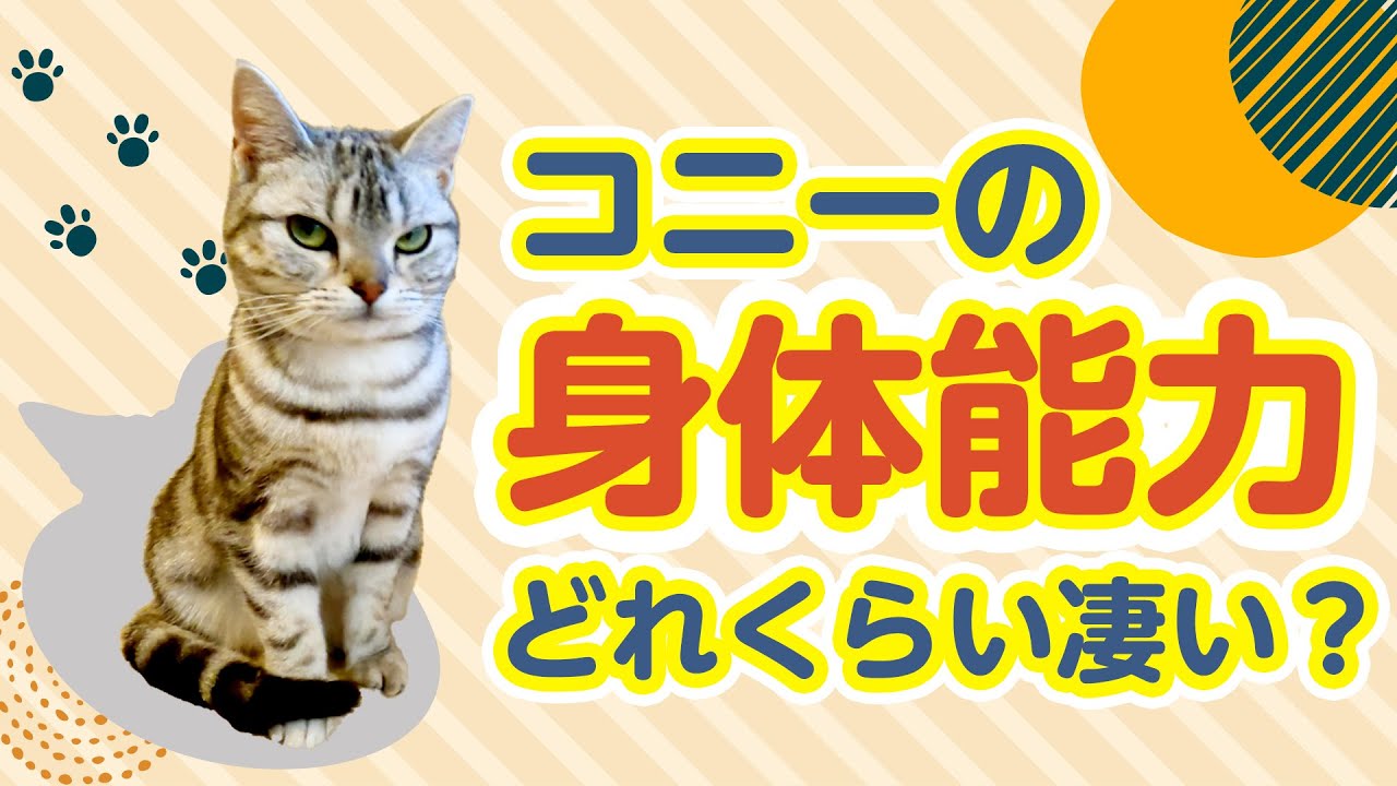コニーの身体能力どれくらい凄い？【アメリカンショートヘアー】