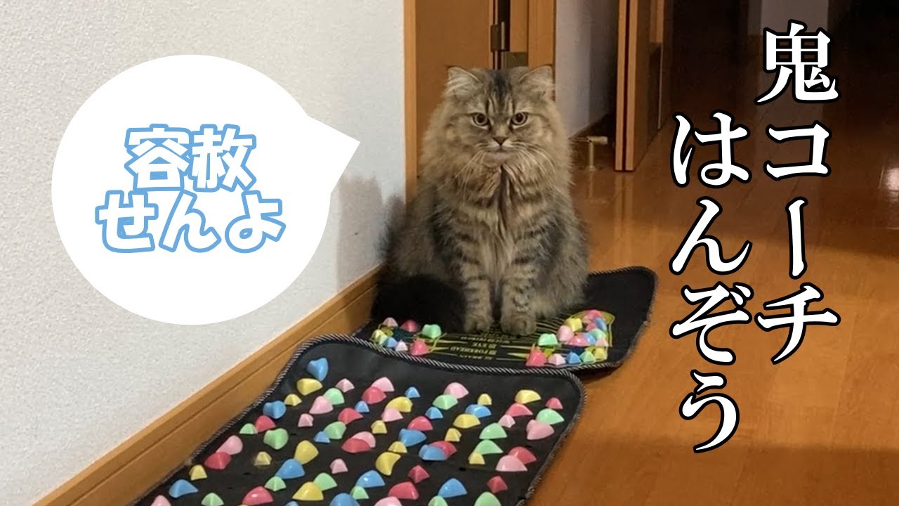 【スパルタ猫】オカンに厳しいマンチカンがこちらです...