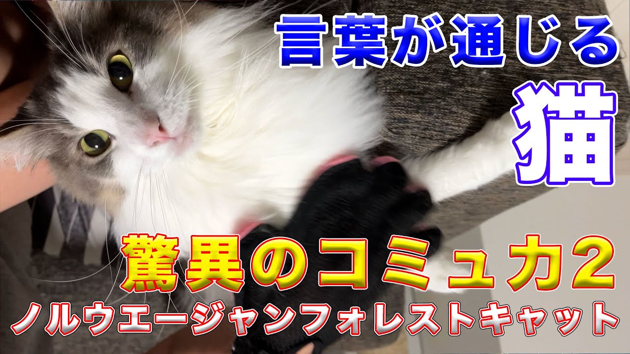 【ノルウェージャンフォレストキャット】驚異のコミュ力第二弾！！ほぼ言葉が通じる！圧倒的ヒアリング力！