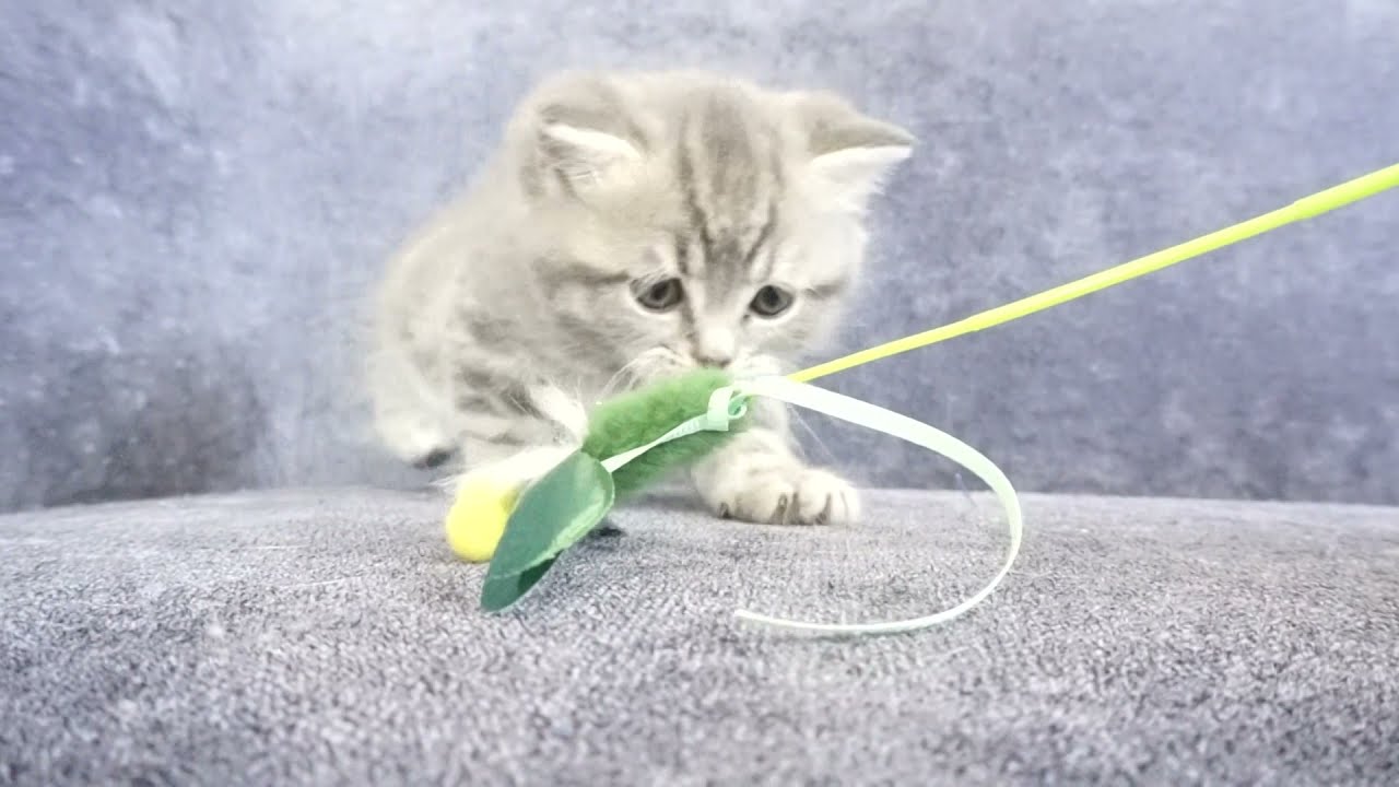 セルカークレックス子猫　2022.2.17産まれ　ブルータビー　男の子　シーダキャット猫のお店