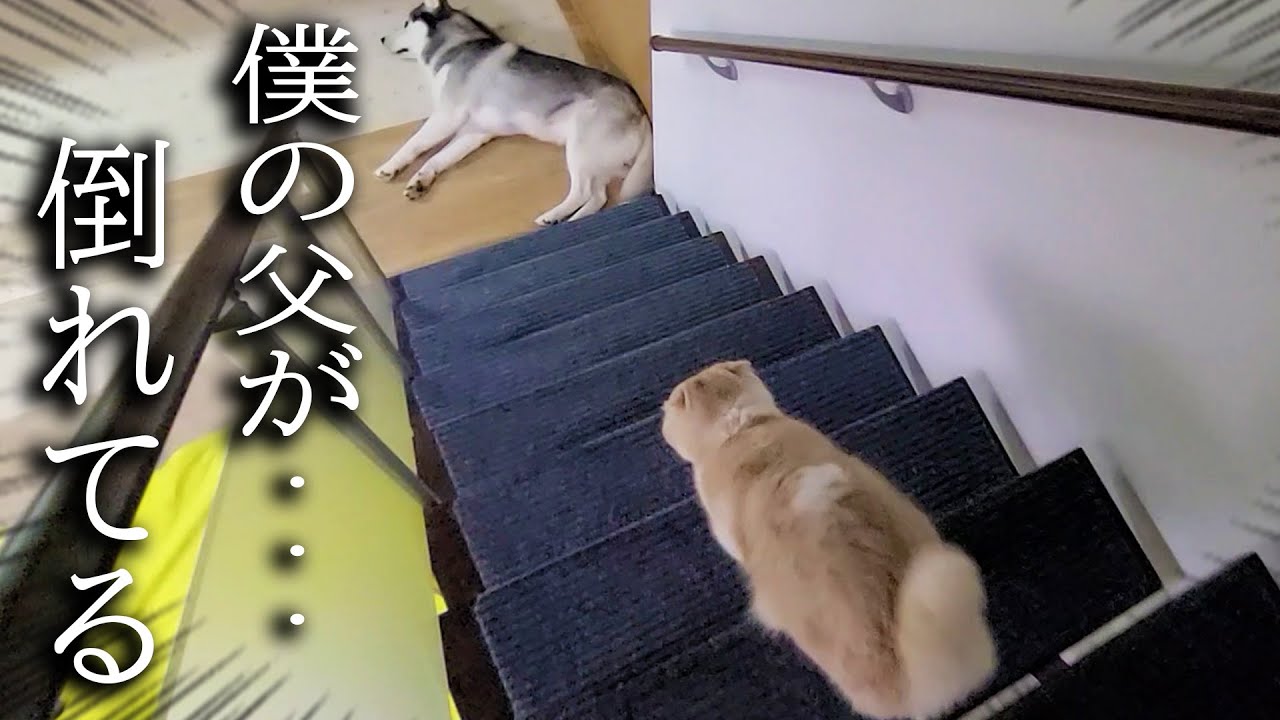 深夜に階段下で犬が倒れていたら猫の対応がまるで人間だった...