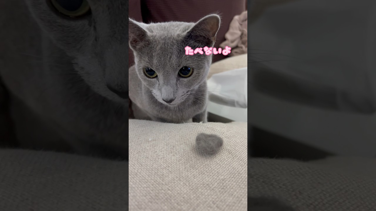 フリじゃないんよ　#Shorts #ロシアンブルー　#ねこ　#ねこ動画　#cat #猫　#Russianblue