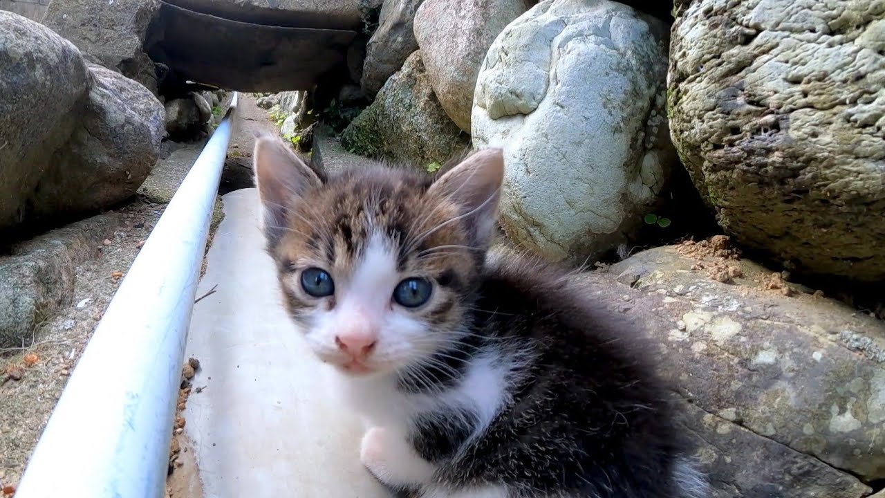 溝の中にいた子猫の兄弟がカワイイ