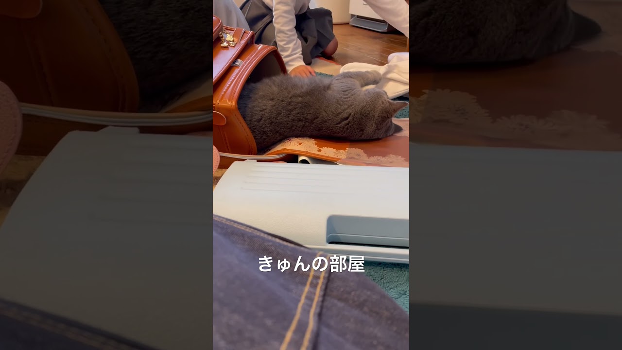 ランドセル好き#ブリティッシュショートヘア #cat #ねこ