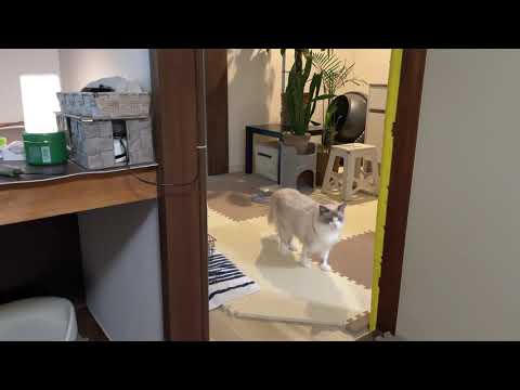 トイレ行って帰ってくるニケ【ラグドールメインクーン】ある日の猫c225