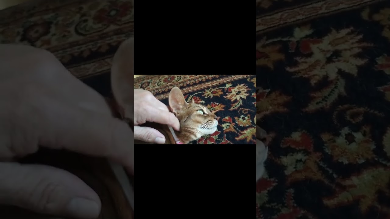 ネコ動画あび#547　#shorts　あびの毎日　アビシニアン　あび