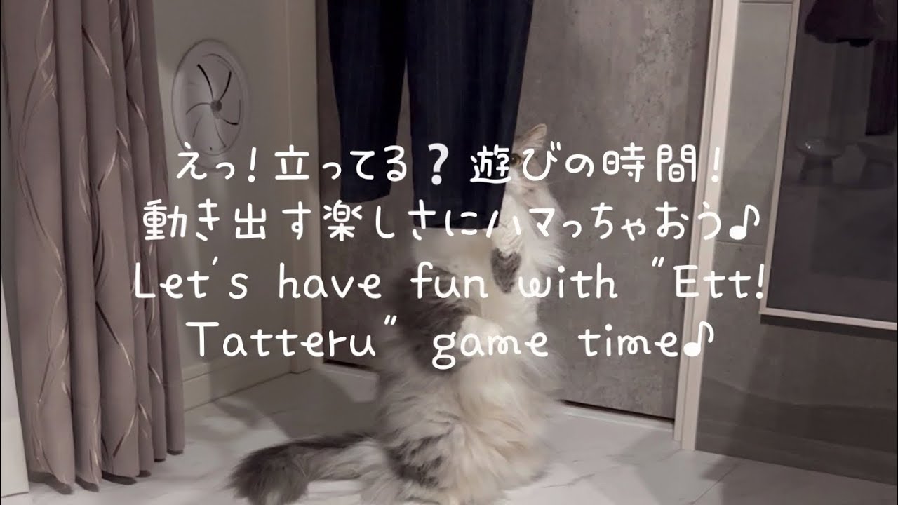 猫にとっては全てが遊びなのです　#猫  #ねこ  #もふもふ  #ラガマフィン
